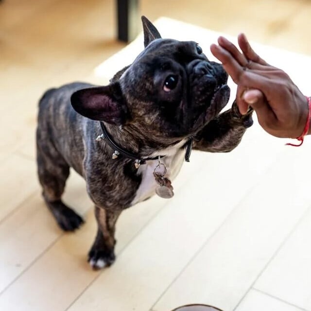 Dog High Five